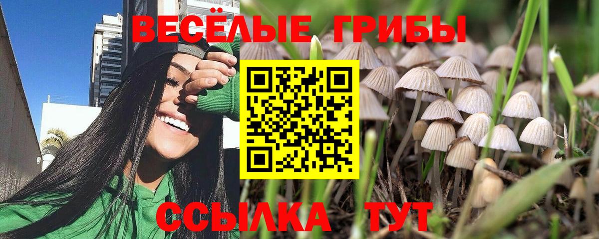 Переславль-Залесский  Псилоцибиновые грибы Cubensis  Вход с VPN 